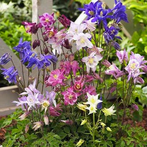 The columbine flower comes in a large variety of colors with differing petal shapes...it's hard to believe they're all the same species!
