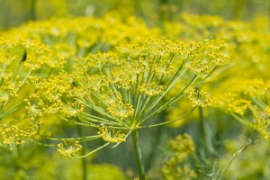 The fennel flower looks very different from the wild fennel plant and the fennel root (both of which can be eaten and used in home remedies). 