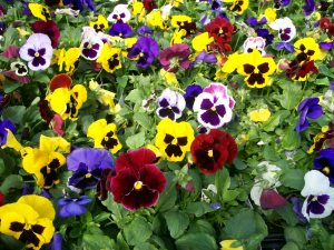 pansies