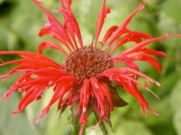 Bee-Balm